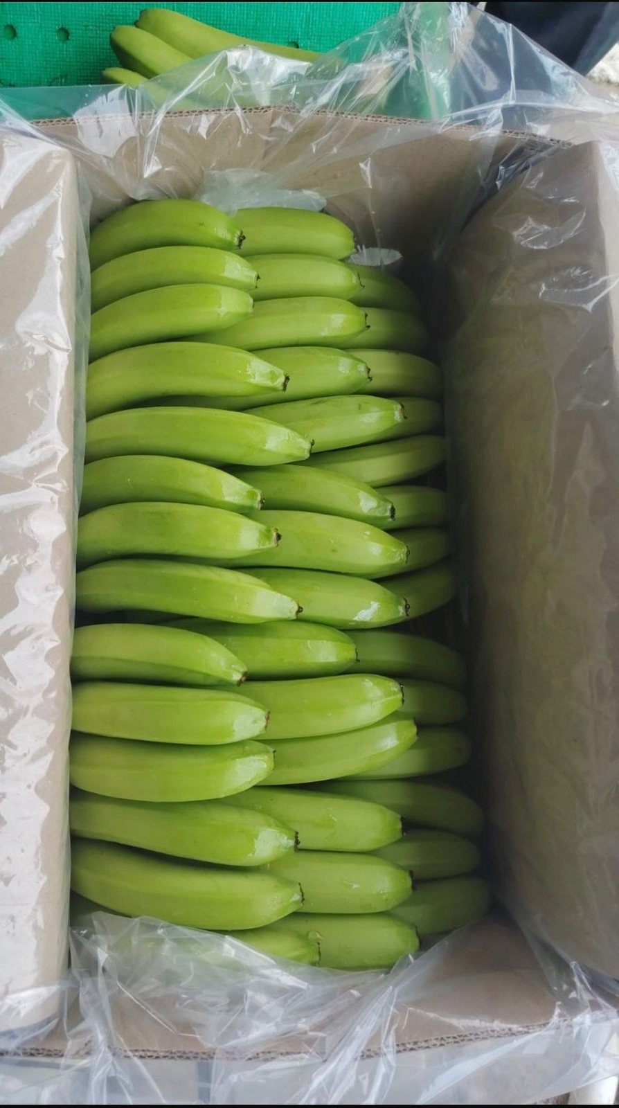Caja de exportación de banano Cavendish lista, racimos ordenados