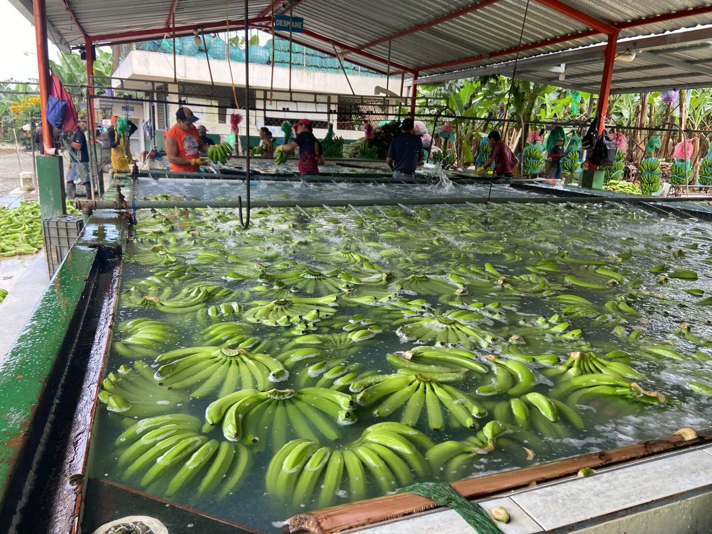 Planta de lavado y selección de banano Cavendish en tina de hidroenfriado
