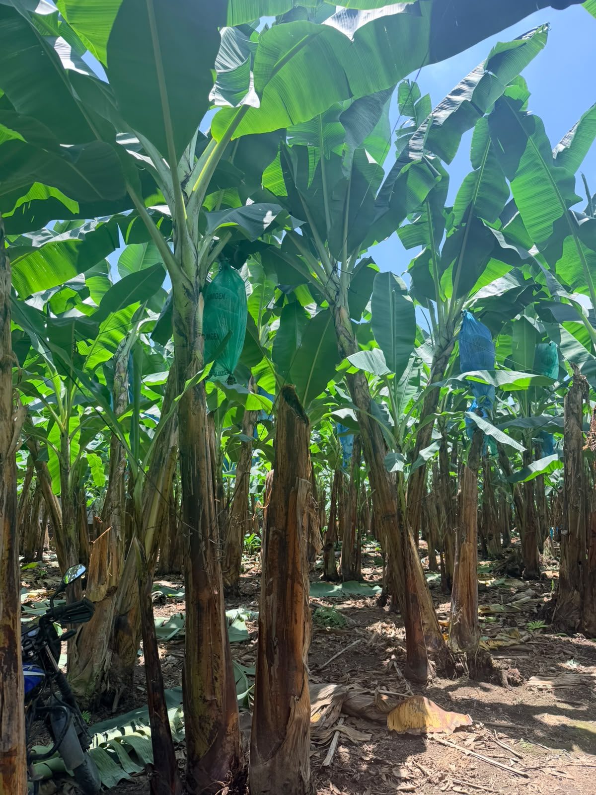 Plantación de banano Cavendish en finca de Fruttiva, follaje verde frondoso
