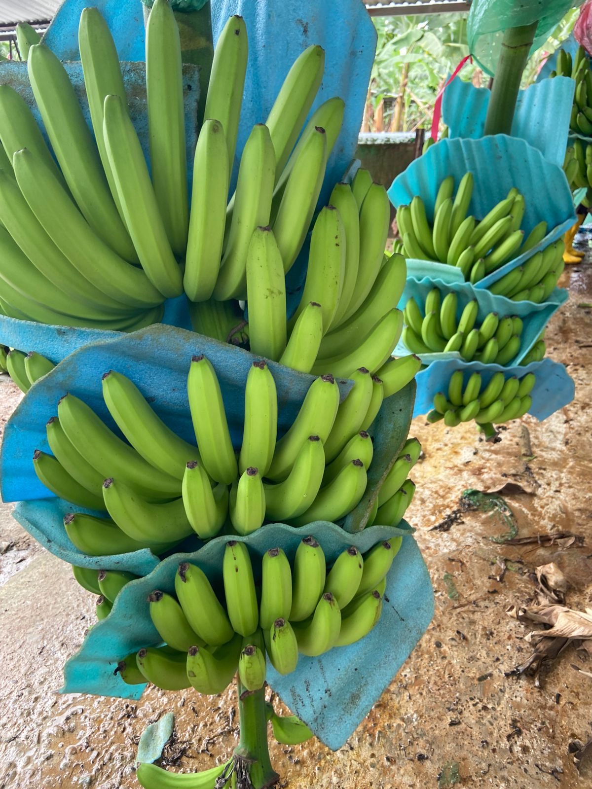Racimos de banano Cavendish recién cosechados, protegidos con espuma