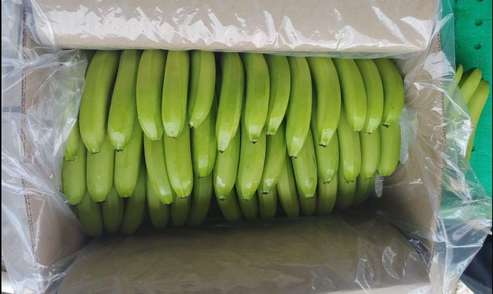 Racimos de banano Cavendish ordenados en caja de exportación