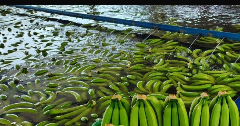 Racimos de banano Cavendish flotando en la tina de lavado antes del empaque