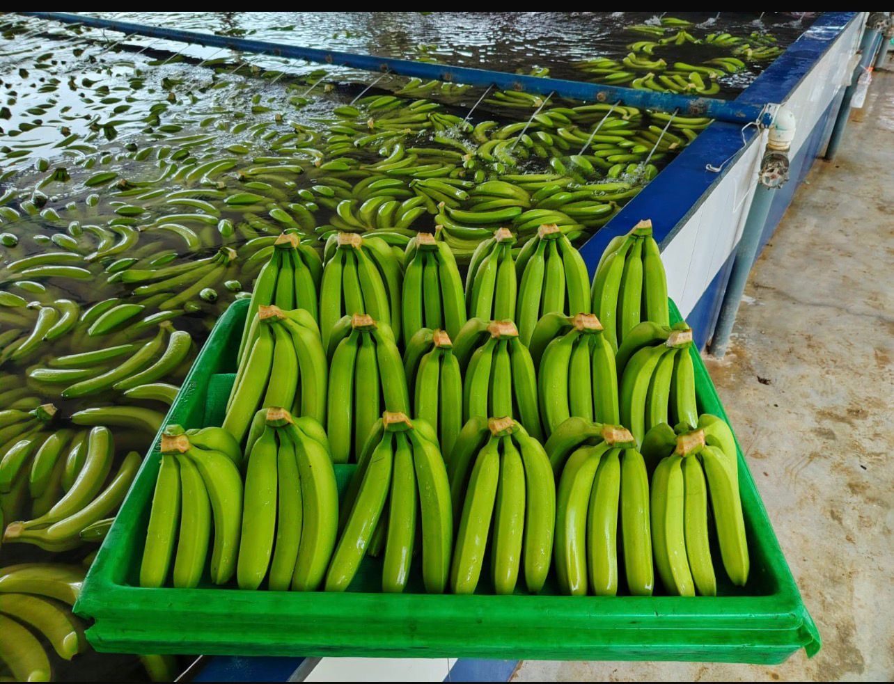 Racimos de banano Cavendish recién lavados en gaveta, antes del empaque
